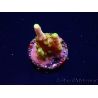 WYSIWYG RAH Acropora Gold Finger