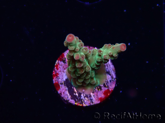 WYSIWYG RAH Acropora Astro-berry