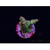 WYSIWYG RAH Acropora Astro-berry 5P1