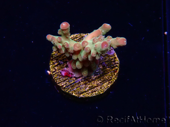 WYSIWYG RAH Acropora Astro-berry