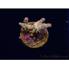 WYSIWYG RAH Acropora Astro-berry