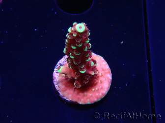 WYSIWYG Acropora Drachenatem