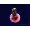 WYSIWYG Acropora Drachenatem