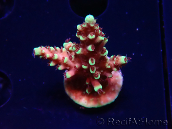 WYSIWYG Acropora Drachenatem