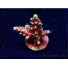 WYSIWYG Acropora Dragon Breath 5R2