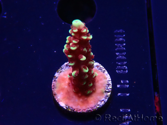 WYSIWYG Acropora Dragon Breath