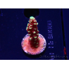 WYSIWYG Acropora Dragon Breath 5R3