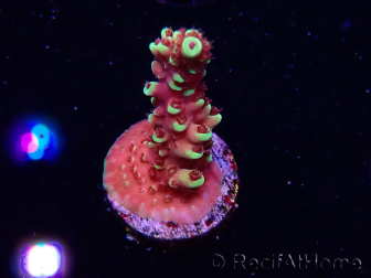 WYSIWYG Acropora Dragon Breath