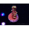 WYSIWYG Acropora Dragon Breath
