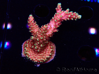 WYSIWYG Acropora Dragon Breath