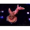 WYSIWYG Acropora Drachenatem