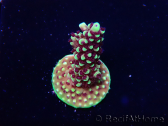 WYSIWYG RRC Acropora Pink cadillac 5R6