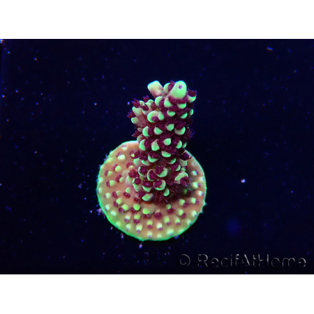 WYSIWYG RRC Acropora Pink cadillac 5R6