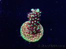 WYSIWYG RRC Acropora Pink cadillac