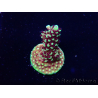 WYSIWYG RRC Acropora Pink cadillac