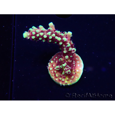WYSIWYG RRC Acropora Pink cadillac