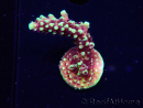 WYSIWYG RRC Acropora Pink cadillac