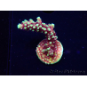 WYSIWYG RRC Acropora Pink cadillac