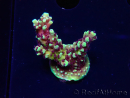 WYSIWYG RRC Acropora Pink cadillac 5R8