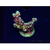 WYSIWYG RRC Acropora Pink cadillac