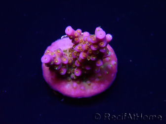 WYSIWYG WC Acropora donei Merlin's Staff 5S1