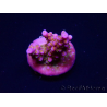 WYSIWYG WC Acropora donei Merlin's Staff 5S1