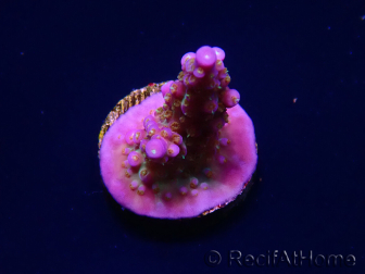 WYSIWYG WC Acropora donei Merlin's Staff 5S2