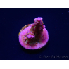 WYSIWYG WC Acropora donei Merlin's Staff 5S2