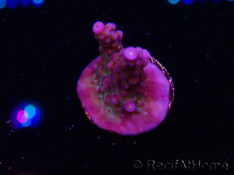 WYSIWYG RAH Acropora donei Merlin's Staff
