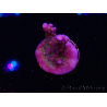WYSIWYG RAH Acropora donei Merlin's Staff