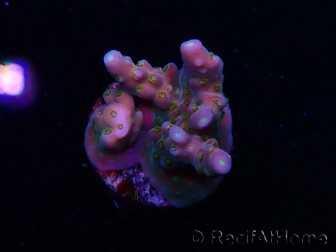 WYSIWYG RAH Acropora donei Hot Shot 5S6