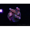 WYSIWYG RAH Acropora donei Hot Shot 5S6