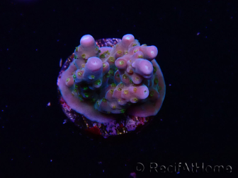 WYSIWYG RAH Acropora donei Hot Shot 5S7