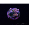 WYSIWYG RAH Acropora donei Hot Shot 5S7