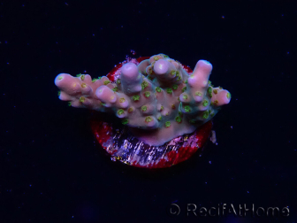 WYSIWYG RAH Acropora donei Hot Shot