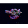 WYSIWYG RAH Acropora donei Hot Shot