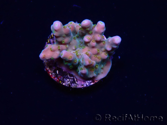 WYSIWYG RAH Acropora donei Hot Shot