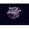WYSIWYG RAH Acropora donei Hot Shot