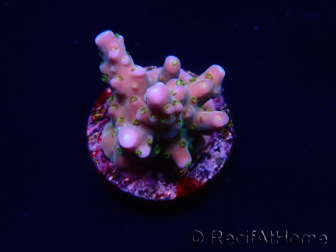 WYSIWYG RAH Acropora donei Hot Shot 5S10