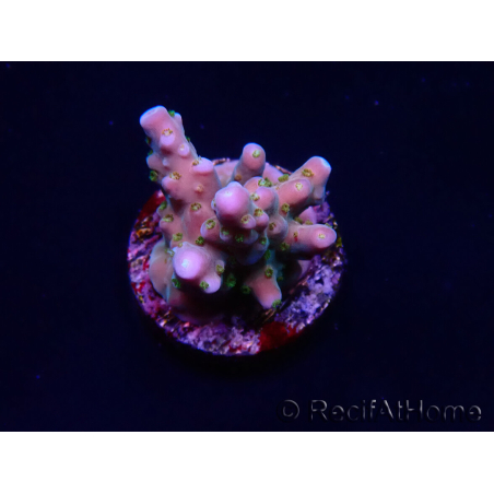 WYSIWYG RAH Acropora donei Hot Shot
