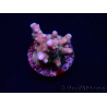 WYSIWYG RAH Acropora donei Hot Shot 5S10