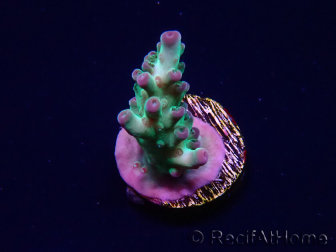 WYSIWYG ORA Acropora Pearlberry