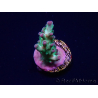 WYSIWYG ORA Acropora Pearlberry
