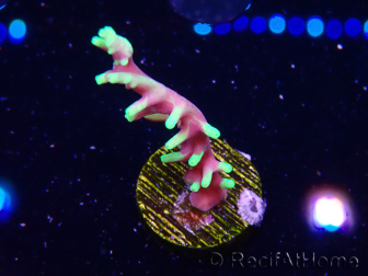 WYSIWYG RAH Acropora carduus Black Dragon