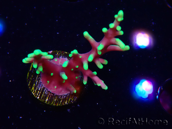 WYSIWYG RAH Acropora carduus Black Dragon 5W7