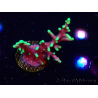 WYSIWYG RAH Acropora carduus Black Dragon 5W7