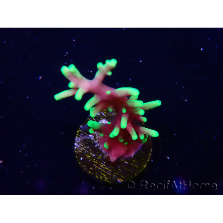WYSIWYG RAH Acropora carduus Black Dragon