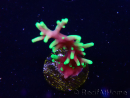 WYSIWYG RAH Acropora carduus Black Dragon 5W8