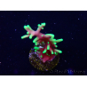 WYSIWYG RAH Acropora carduus Black Dragon