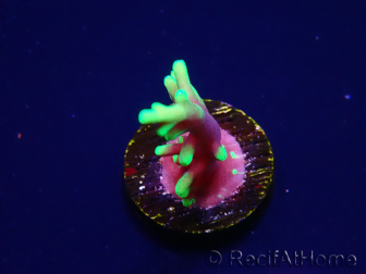 WYSIWYG RAH Acropora carduus Black Dragon 5W9
